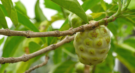 Young Noni Fruit (Morinda Citrifolia) Hanging on Tree