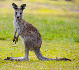Young kangaroo side view