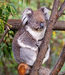 koala in tree