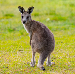 Young kangaroo looking back at camera