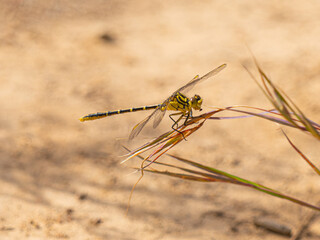 yellow dragonfly