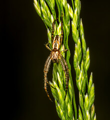 Spider on grass