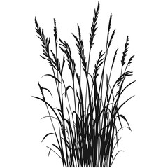 Silhouette of cattails and reeds. Wild grass on the river bank. Swamp coastal plants.