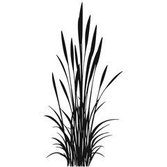 Silhouette of cattails and reeds. Wild grass on the river bank. Swamp coastal plants.