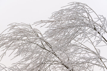 Drzewa pokryte szadzią w zimowym, leśnym krajobrazie. Delikatny mr&oacute;z tworzy jasne, miękkie struktury na gałęziach, nadając scenie spokojny i mroźny charakter.