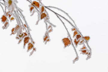 Kolorowe jesienne liście pokryte delikatnym szronem. Mroźny poranek podkreśla ich fakturę i barwy, tworząc kontrast między ciepłymi jesiennymi kolorami a zimnym, białym oszronieniem.