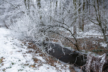 Drzewa pokryte szadzią w zimowym, leśnym krajobrazie. Delikatny mr&oacute;z tworzy jasne, miękkie struktury na gałęziach, nadając scenie spokojny i mroźny charakter.