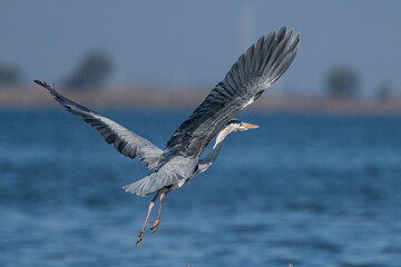 The Grey Heron  lives freely in nature