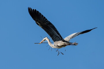 The Grey Heron  lives freely in nature