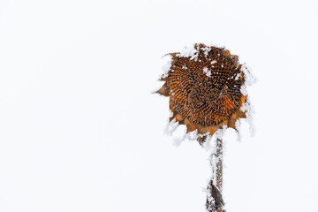 Suche słoneczniki pokryte śniegiem i szronem na jasnym tle zimowego nieba. Delikatny mr&oacute;z podkreśla strukturę roślin, tworząc minimalistyczną i chłodną zimową scenę.