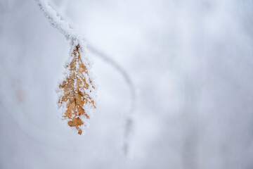 Kolorowe jesienne liście pokryte delikatnym szronem. Mroźny poranek podkreśla ich fakturę i barwy, tworząc kontrast między ciepłymi jesiennymi kolorami a zimnym, białym oszronieniem.