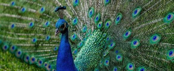 Obraz premium The Peacock Displaying Iridescent Blue and Green Plumage in a Majestic Feather Fan