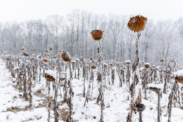 Suche słoneczniki pokryte śniegiem i szronem na jasnym tle zimowego nieba. Delikatny mr&oacute;z podkreśla strukturę roślin, tworząc minimalistyczną i chłodną zimową scenę.