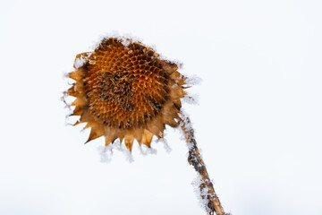 Suche słoneczniki pokryte śniegiem i szronem na jasnym tle zimowego nieba. Delikatny mr&oacute;z podkreśla strukturę roślin, tworząc minimalistyczną i chłodną zimową scenę.