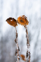 Suche słoneczniki pokryte śniegiem i szronem na jasnym tle zimowego nieba. Delikatny mr&oacute;z podkreśla strukturę roślin, tworząc minimalistyczną i chłodną zimową scenę.