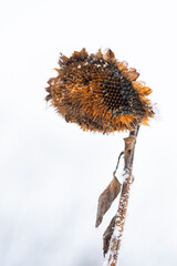 Suche słoneczniki pokryte śniegiem i szronem na jasnym tle zimowego nieba. Delikatny mróz podkreśla strukturę roślin, tworząc minimalistyczną i chłodną zimową scenę.