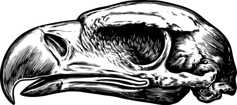 Eagle skull in vintage style. Black and white outline drawing showcasing fine detail in a classic vector illustration.