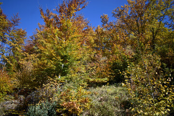 Autumn trees with vibrant yellow, brown and green leaves under a clear blue sky. Colorful fall foliage creating a bright, natural seasonal scene