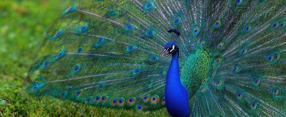 Obraz premium The peacock displaying its iridescent blue and green tail feathers in a lush garden