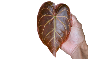 Brown Anthurium Leaf Held in Hand on Transparent Background