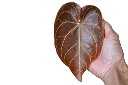 Brown Anthurium Leaf Held in Hand on Transparent Background