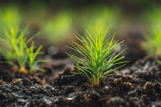 Young green pine tree saplings growing in rich soil with soft natural sunlight highlighting new life and fresh growth in a forest nursery environment - Powered by Adobe