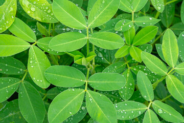 Green Legume Leaf with Water Droplets