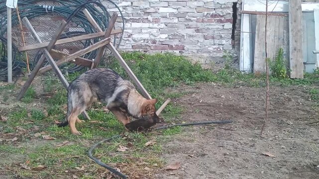 Junger Deutscher Sch&auml;ferhund spielt mit einem spaten in einem Garten 