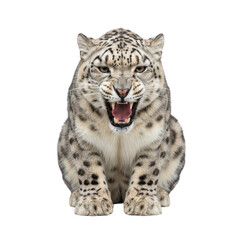 Obraz premium Furious Snow Leopard Roaring and Displaying Fangs, Isolated Front View