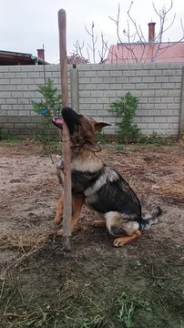 Junger duetscher Sch&auml;ferhund spielt in einem Garten mit einem Spaten