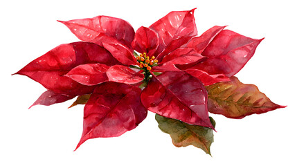 Watercolor poinsettia flower illustration in vivid red hues isolated on white background
