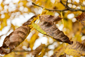 A close-up of wilted, yellow-brown leaves on a tree branch in autumn. Soft, warm light creates a cozy atmosphere and a smooth bokeh effect in the background.