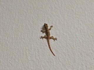 House Gecko on White Wall: Common Control Pest or Harmless Domestic Reptile