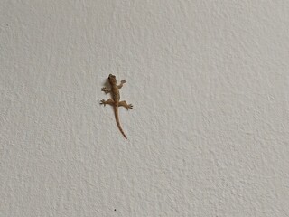 House Gecko on White Wall: Common Control Pest or Harmless Domestic Reptile