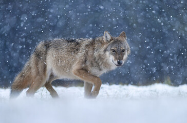 Obraz premium Grey wolf ( Canis lupus ) close up