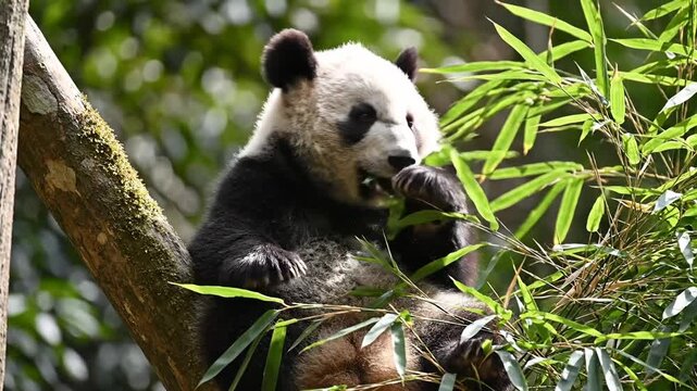Giant panda eating bamboo in a tree