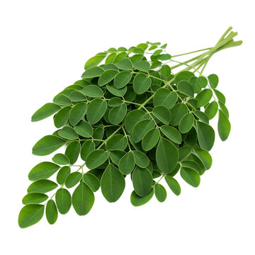 Fresh moringa leaves bundle isolated on transparent background