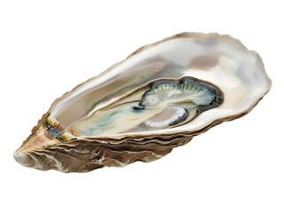 Open oyster shell with pearl inside isolated on transparent background
