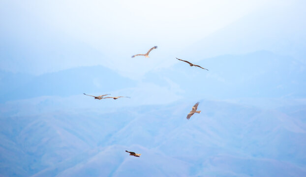 A flock of eagles flying over the mountains. Golden eagles in free flight. Wild birds of prey have gathered in a flock and are flying above the ground. - Powered by Adobe