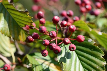 Aria alnifolia tree bearing small bead-like red fruits that attract birds during the autumn season in Korean forests