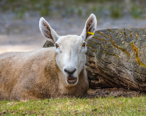 Surprised looking Border Leicester sheep