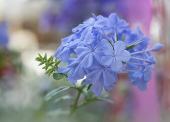 Closeup of a blue plumbago flower 