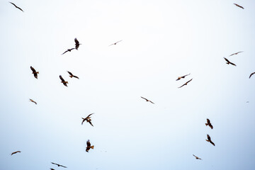 Eagle in flight on a white background. Golden eagle in free flight.