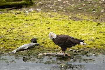 A bald eagle and an American crow together eating salmon