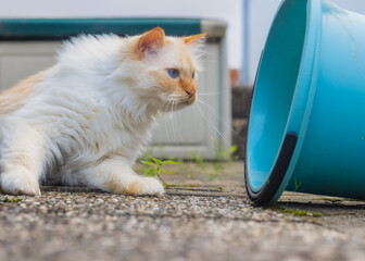 Birman cat inspecting a blue bucket which is lying on the ground