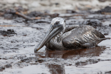 Ocean oil spill harm bird, pelican covered with oil