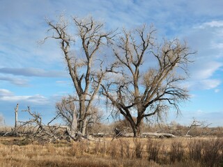 Bare Cottonwood Trees in Late Autumn at Teller Farm Trail, Boulder, Colorado