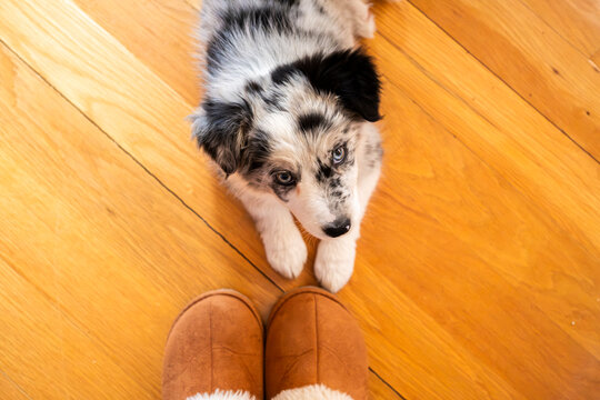 Border collie puppy looking up beside slippers indoors