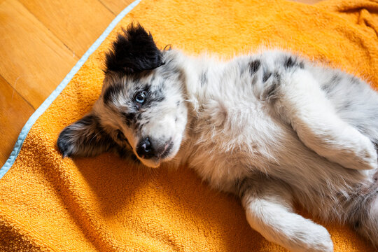 Adorable border collie puppy relaxing on a soft blanket