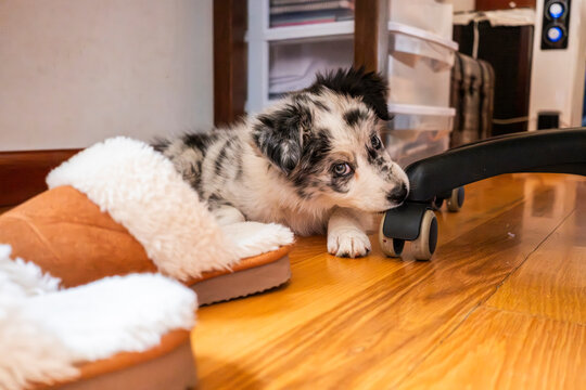 Adorable border collie puppy explores home surroundings